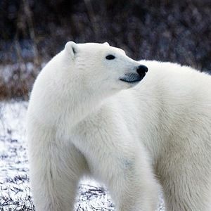 Meet your Posher, Sophia